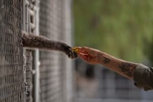 How a sanctuary outside LA has cared for rare, endangered gibbons for a half-century