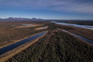 A lush knee-high jungle grows in the Arctic, but warming is changing Earth’s mini-greenhouse