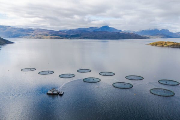 Norway’s fish farm waste ‘triple the country’s sewage’ – report — RT Business News