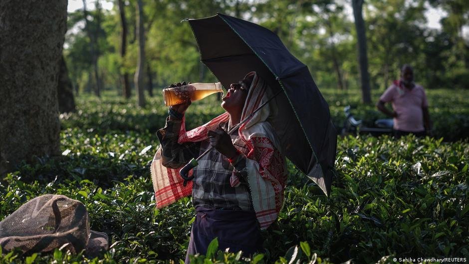 India: Assam tea industry faces climate-driven labor crisis