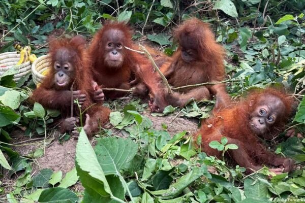 Smuggling suspected as more rare animals seen in India