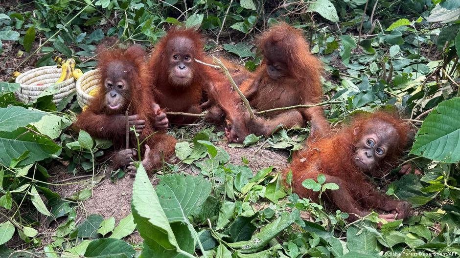 Smuggling suspected as more rare animals seen in India