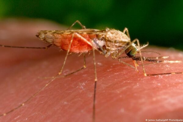 Airport malaria in Germany remains infrequent