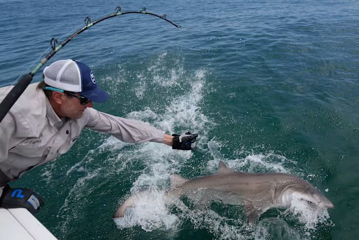 Researchers catch sharks off NY’s Hamptons, attach trackers to toothy predators