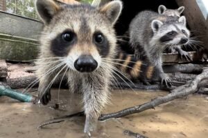A raccoon boot camp in Mississippi teaches abandoned kits survival skills