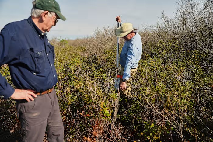 In North Carolina, a race is on to restore critical peatland before it dries up or is destroyed