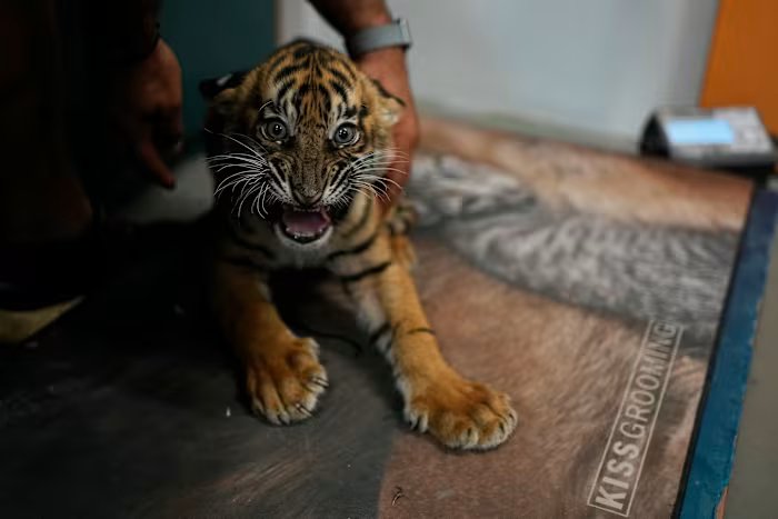 World’s most endangered tigers born in Greece as zoos build a safety net
