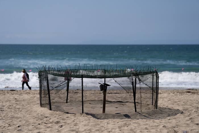 Agency says sea turtle eggs laid on California beaches are a first for the US West Coast