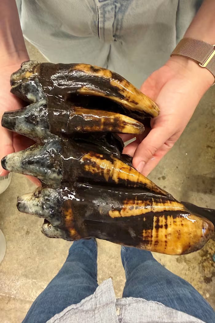 Well-preserved tooth from Pacific mastodon found in a creek in San Francisco Bay Area