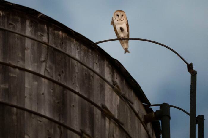 A rare family of barn owls moved into Manhattan’s Upper West Side. New Yorkers are captivated