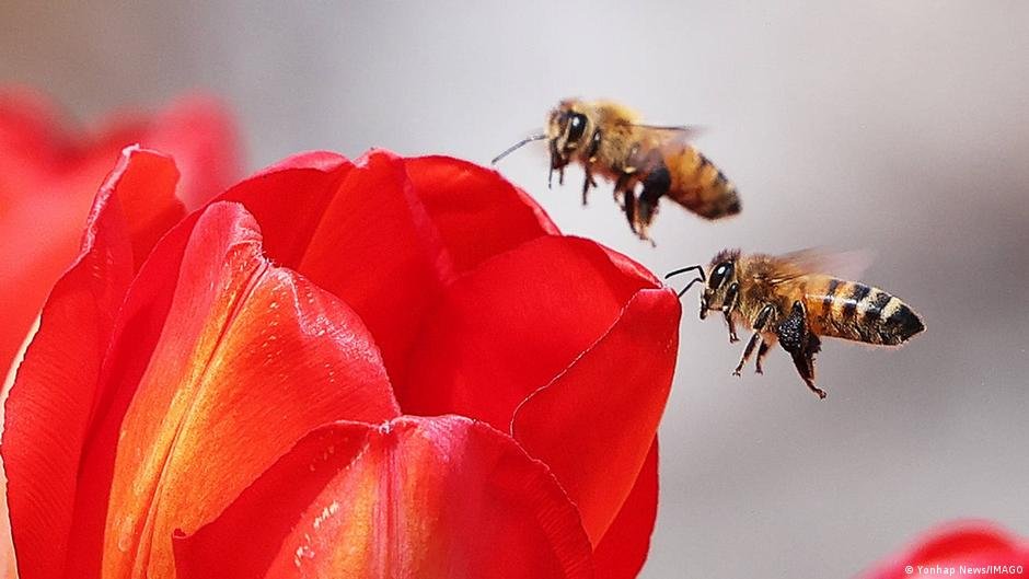 Biodiversity crisis: Nature’s collapse threatens humanity