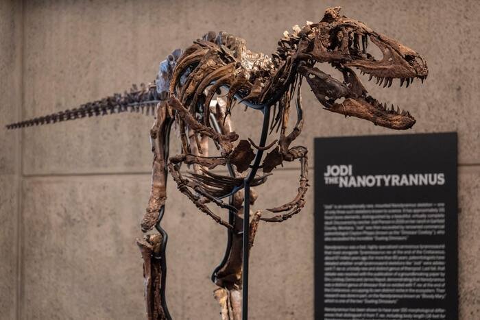 This fossil may look like a mini T. rex, but a Nanotyrannus just sold for a giant  million